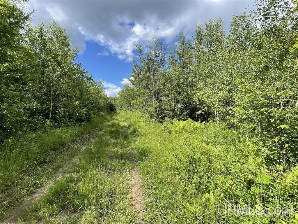 The two-track running up through the grass into the timber
