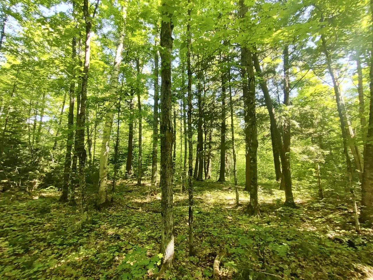 Hardwoods in full leaf with ferns across the forest floor