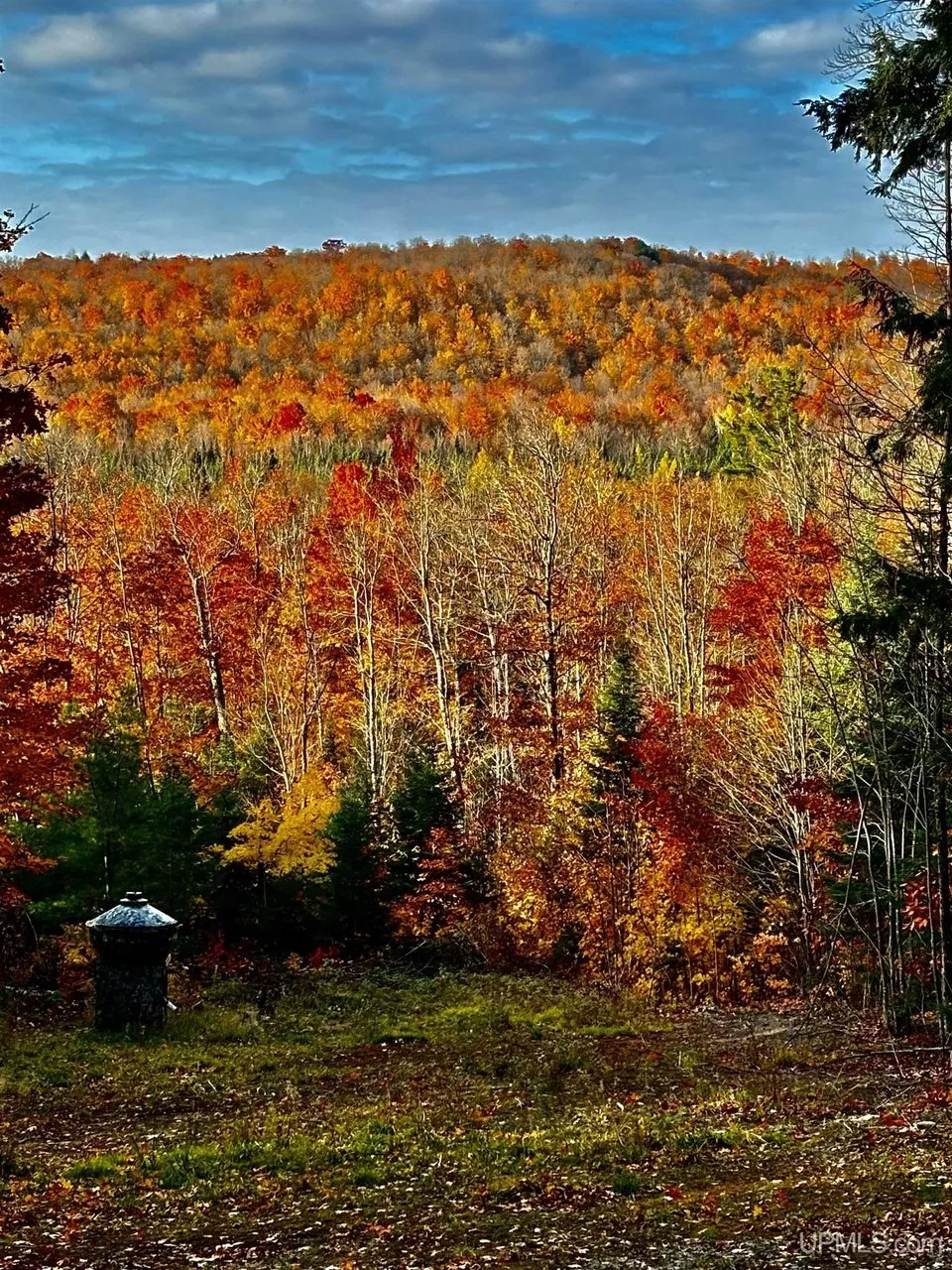 The hardwoods in autumn colour across the hillside