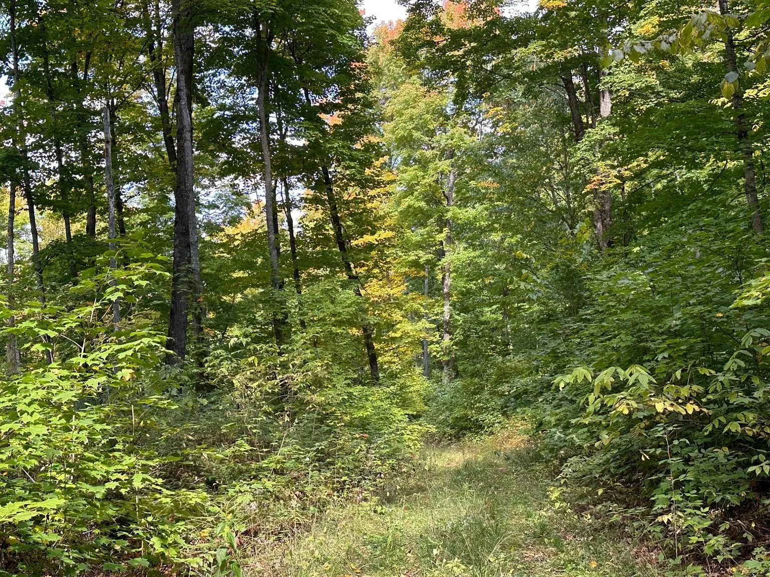 An open grassy lane running through the hardwoods