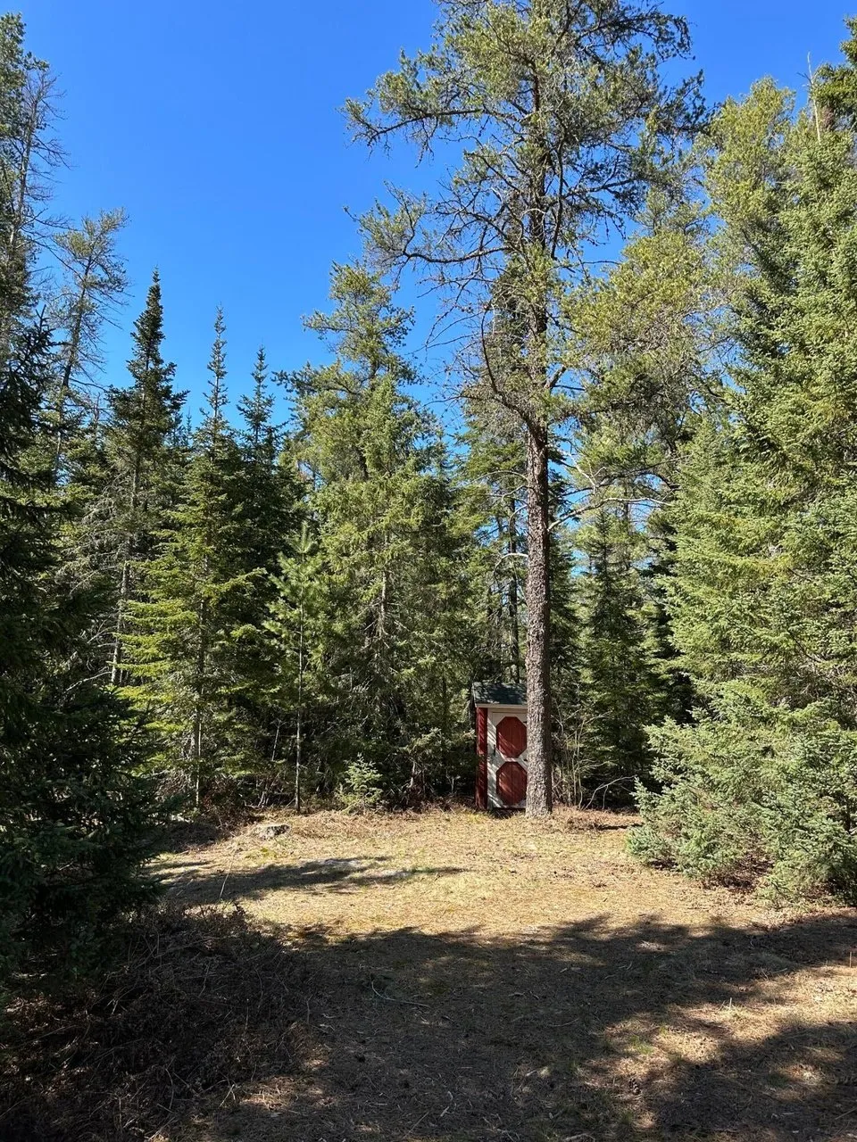 Open ground among the pines on the property