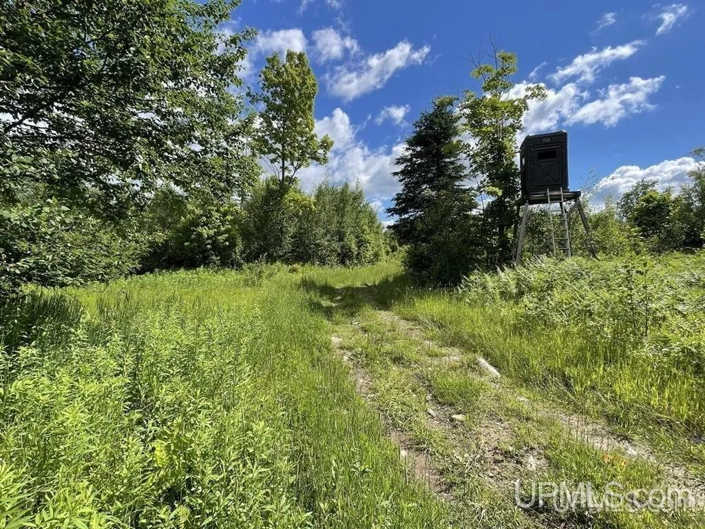The trail through the woods with a deer stand at the edge