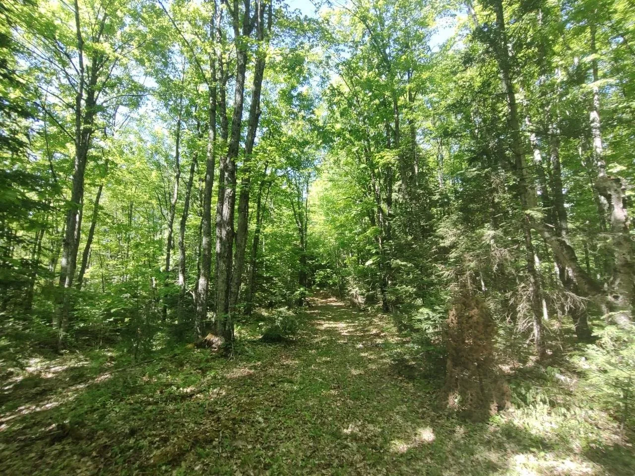 A grassy opening running back into the timber