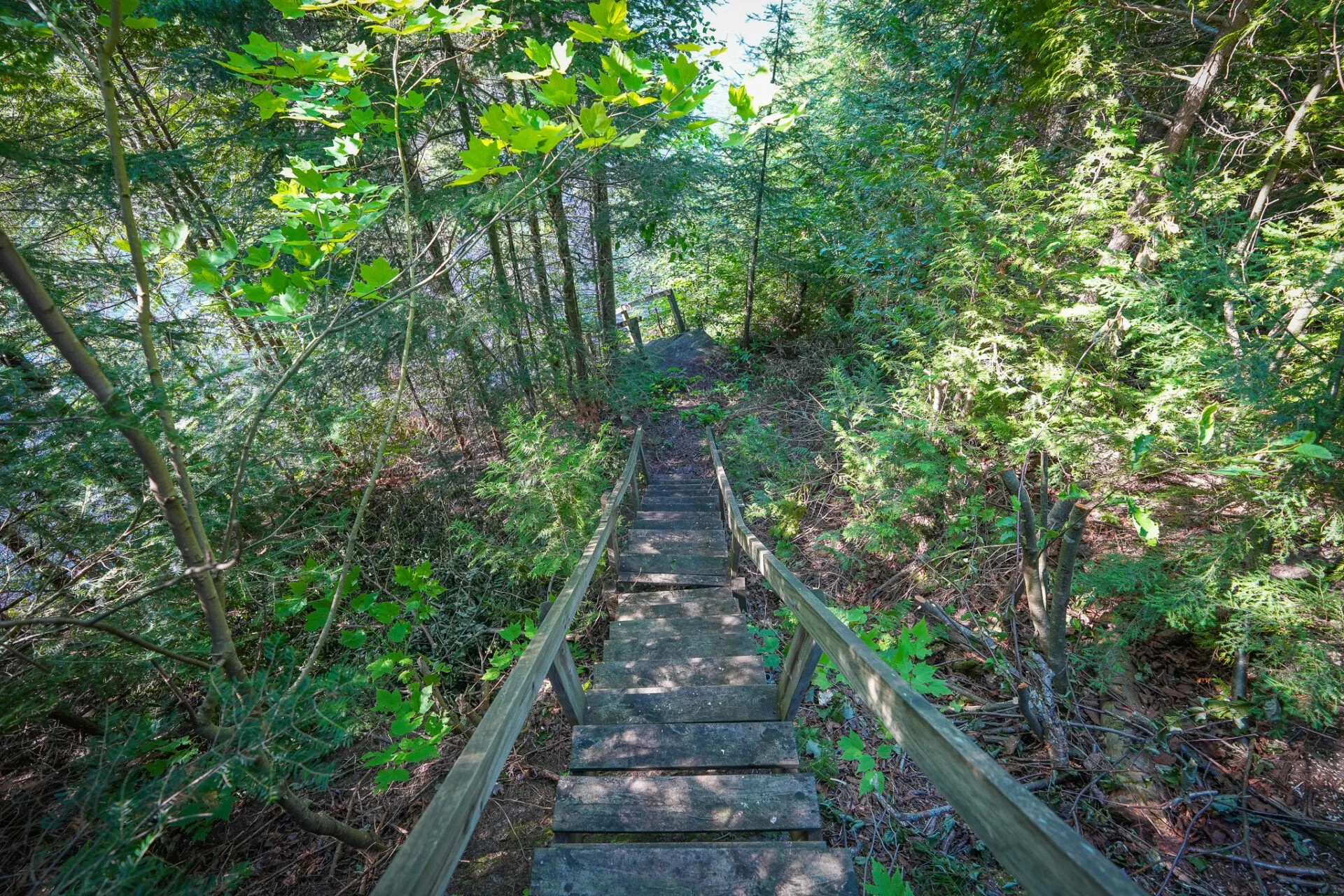 Wooden steps leading down through the ferns to the river