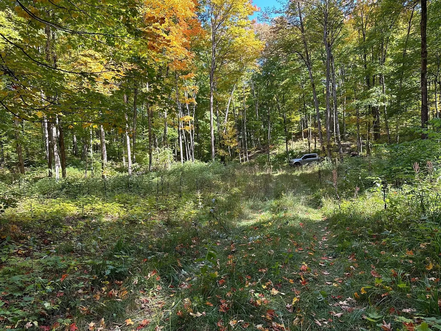 A clearing in the maples with leaves down across the ground