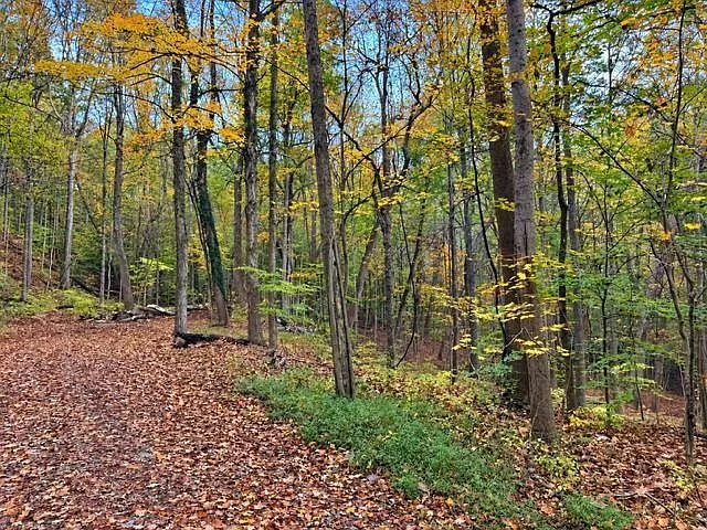 A second dirt path through the wooded lot, lined with fall leaves