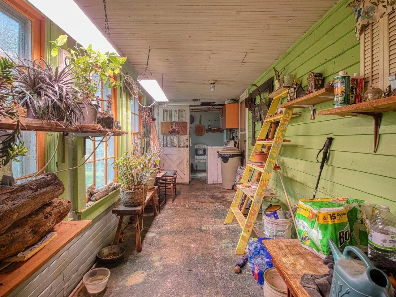 The back room with green walls, plants in the windows and a ladder