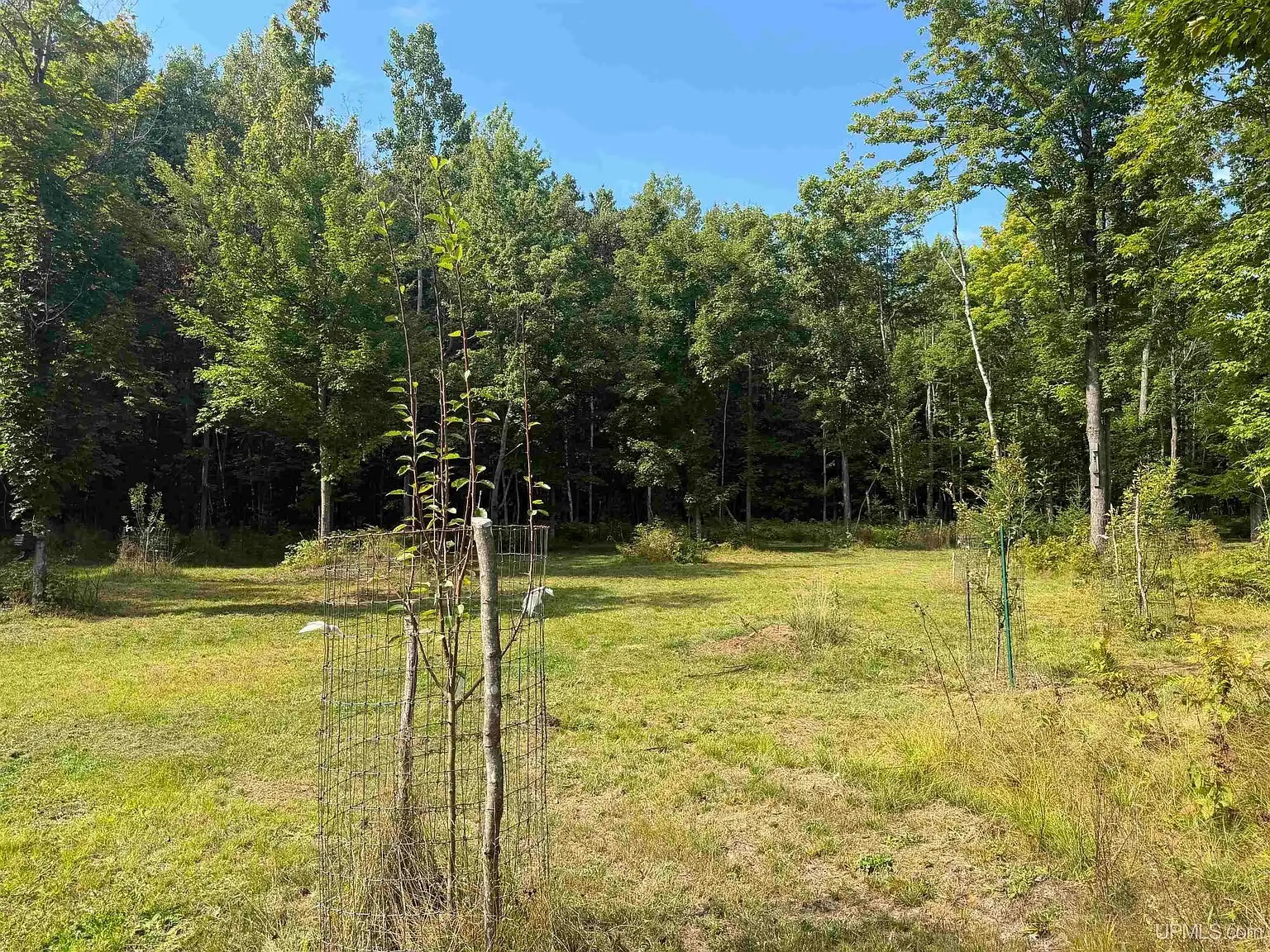 Young apple trees in their cages in the opening