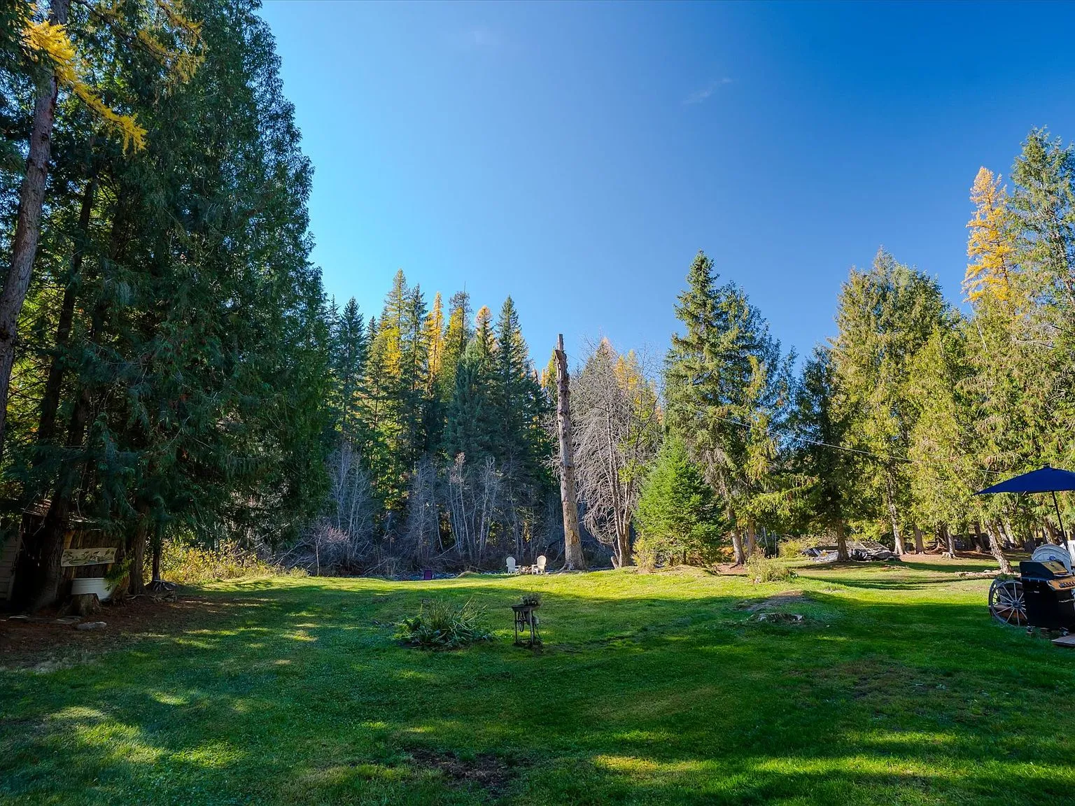 A stand of larch and pine trees along the property's open meadow