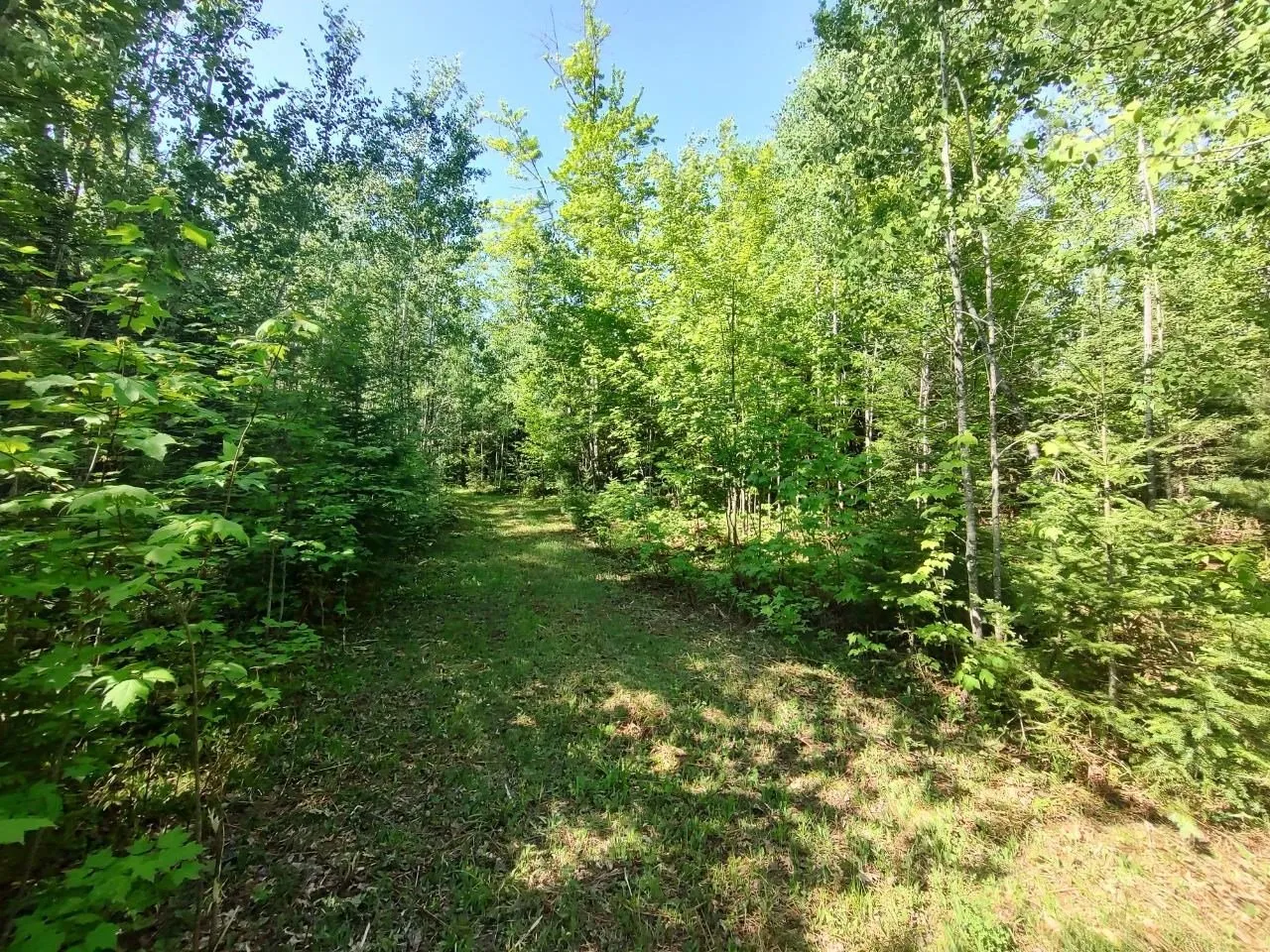 Young growth and saplings under the taller trees