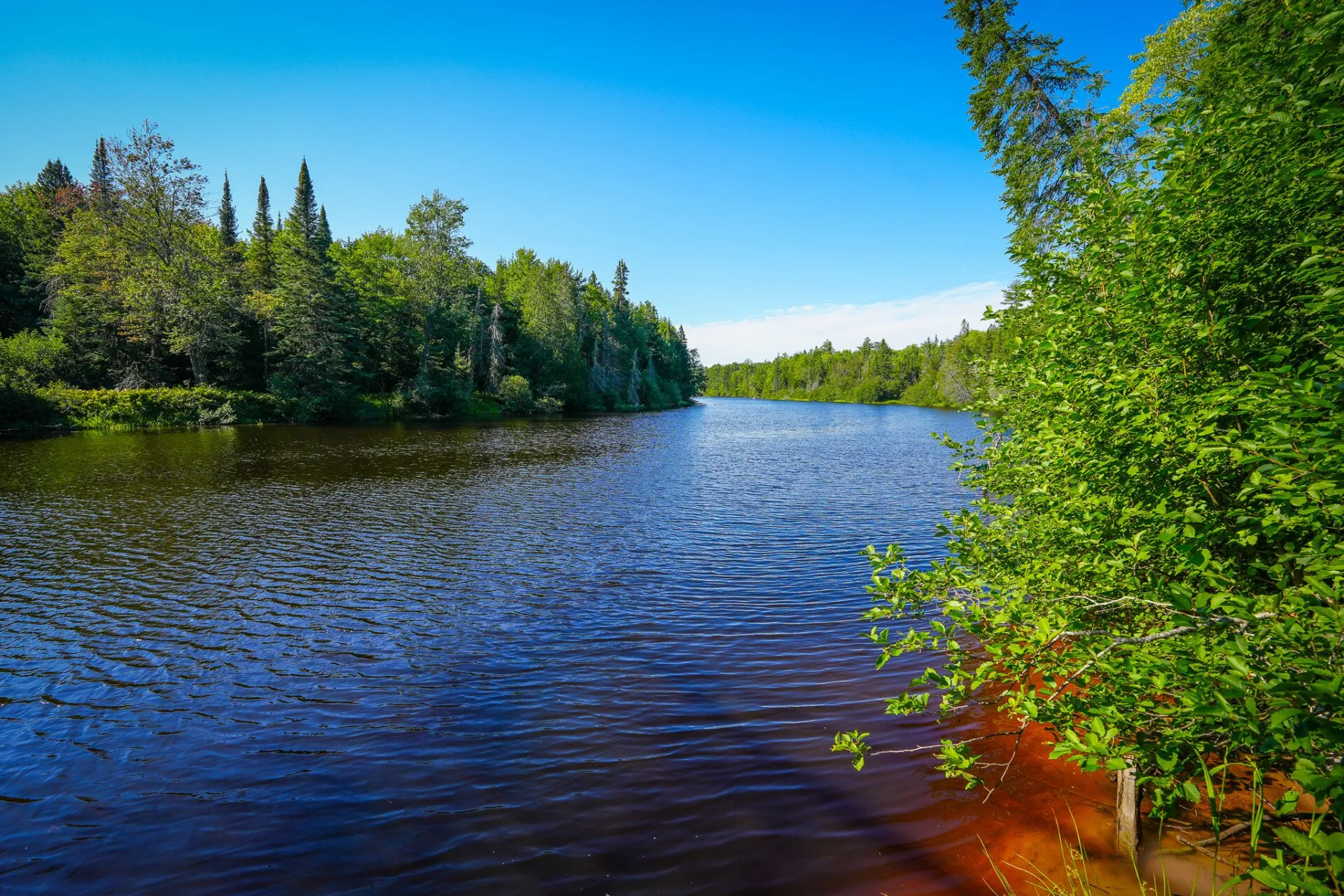 The Tahquamenon from the bank, dark tea-colored water and pines on the far side