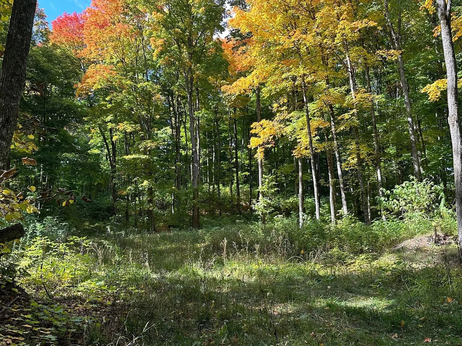 The woods opening onto a grassy trail in autumn colour
