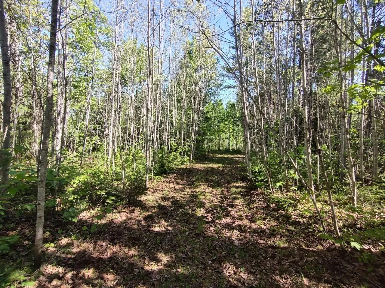 Aspen and birch with sunlight reaching the forest floor