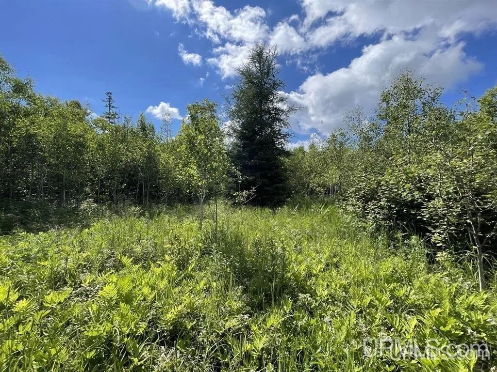 Tall grass and brush in an opening among the trees