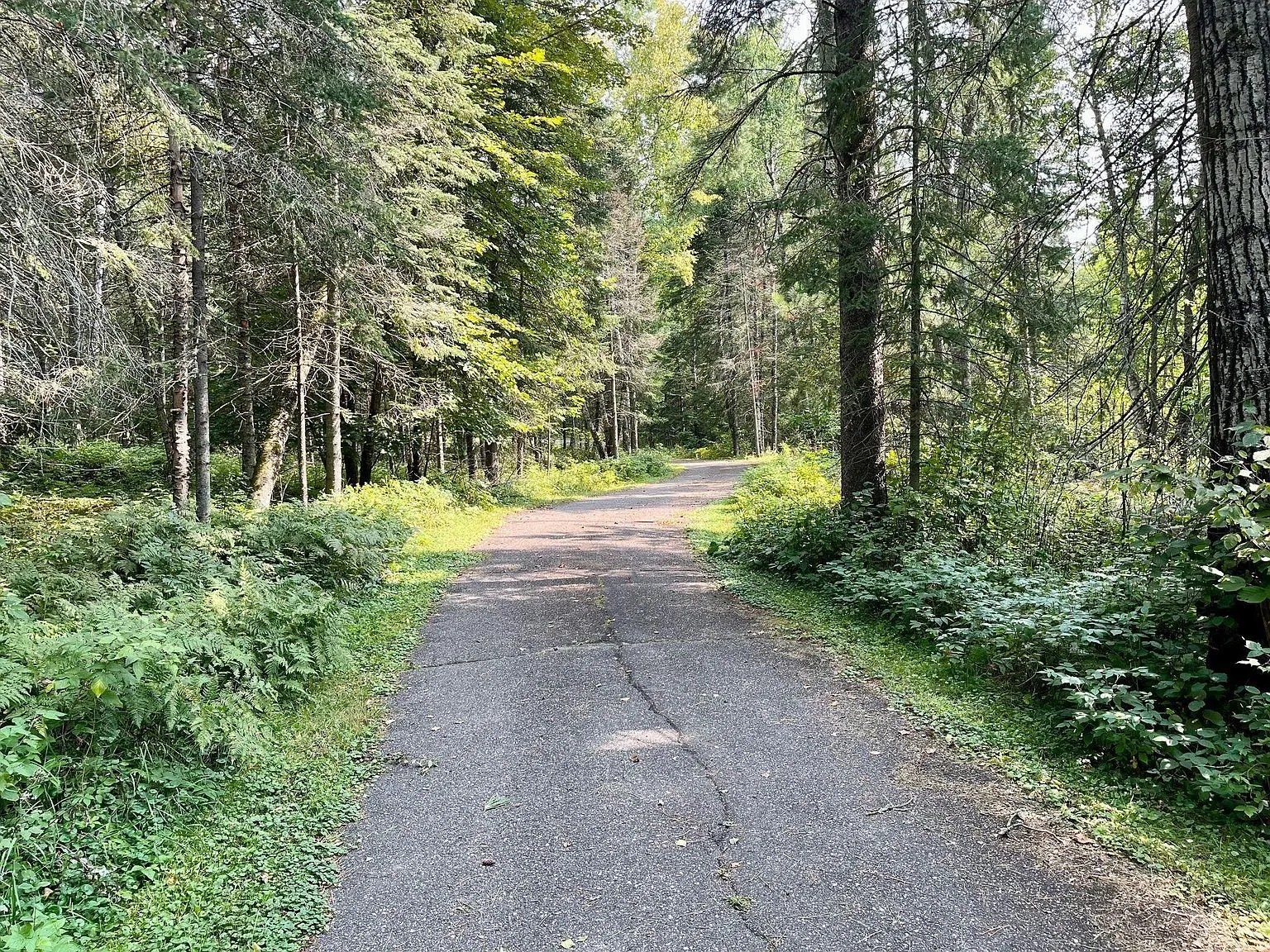 The paved lane between the trees