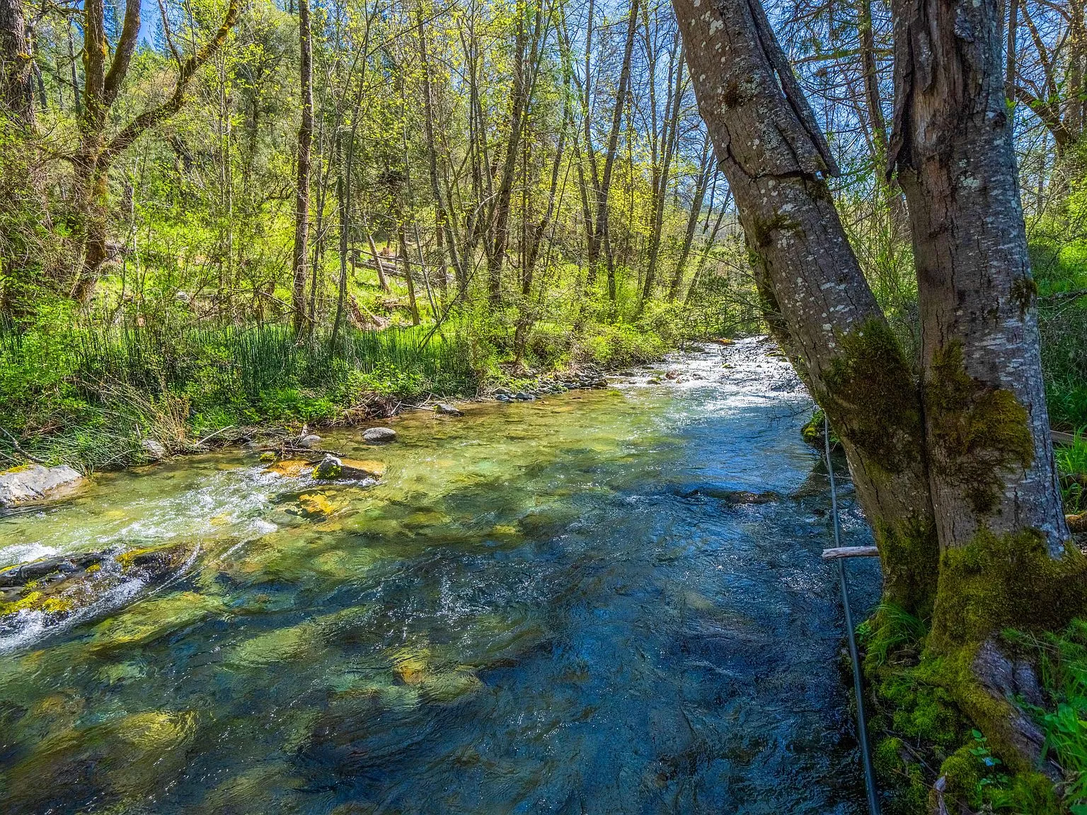 A wide view of the creek flowing past moss-covered rocks and trees