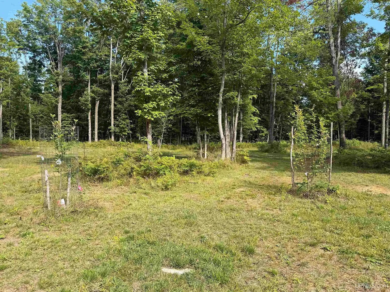 Apple trees in the opening with the camp through the trees