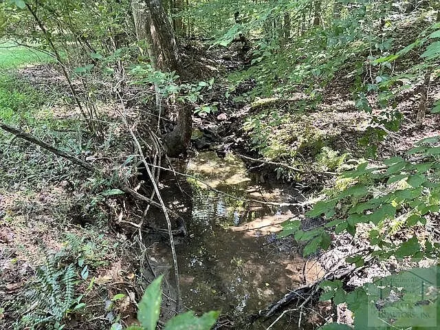 The smaller stream in the woods