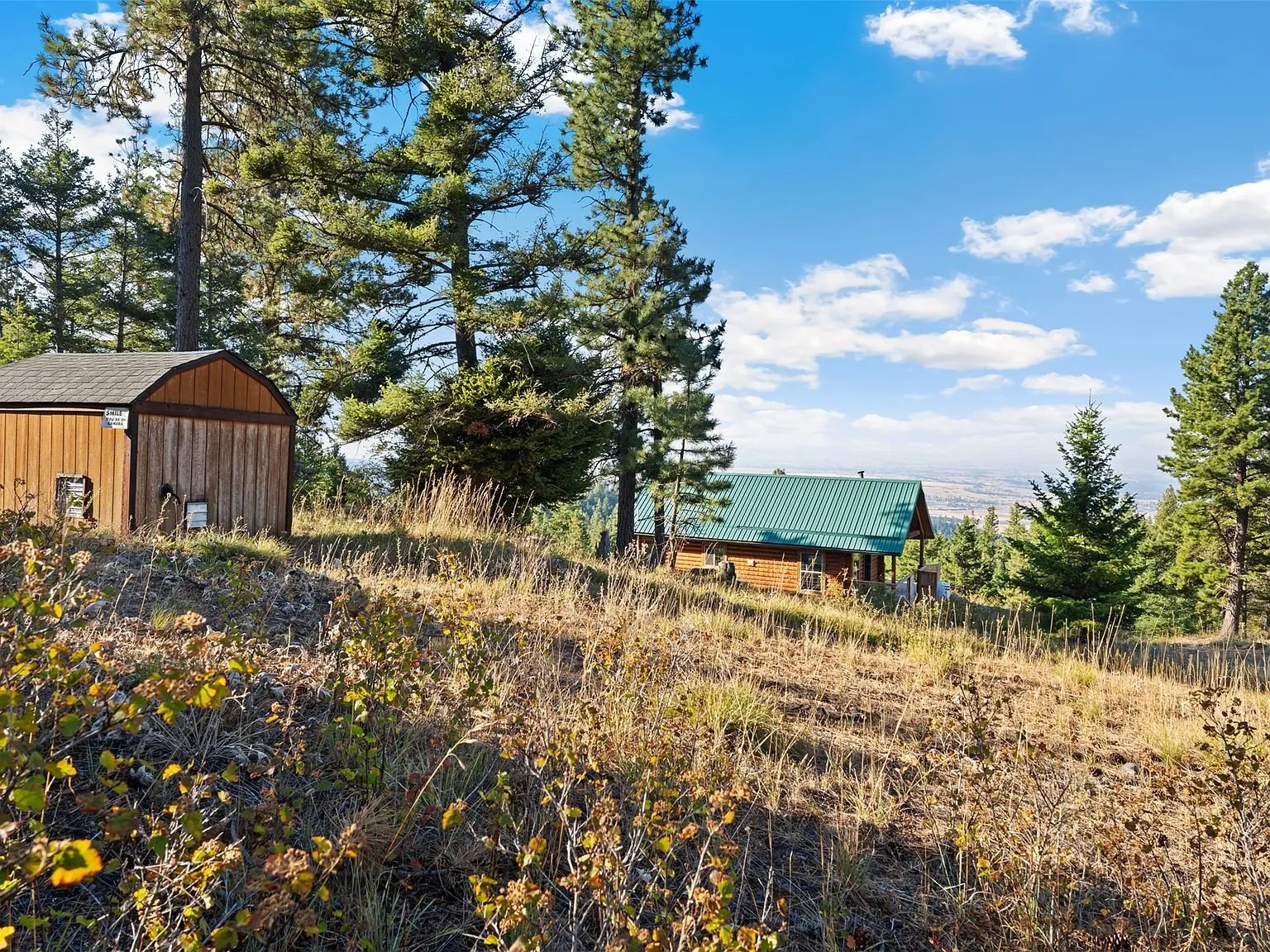A stand of pine trees on the sloped, wooded part of the lot