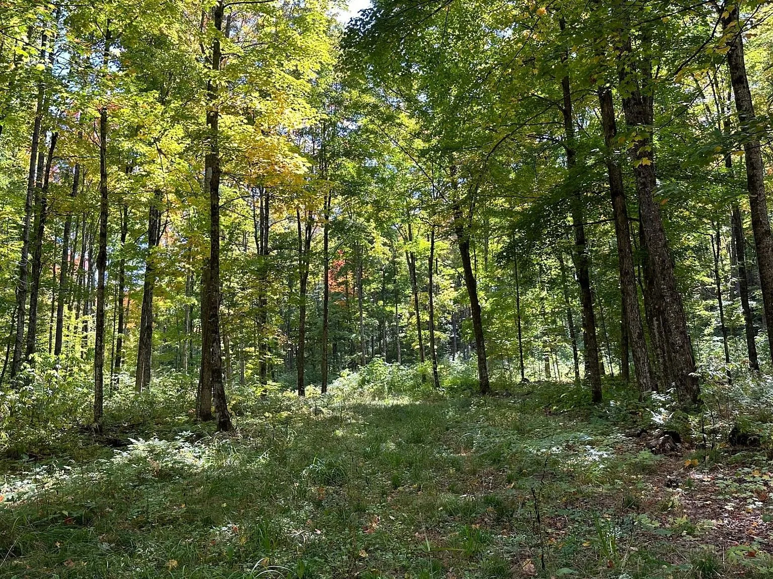 Maples turning colour above the open understory