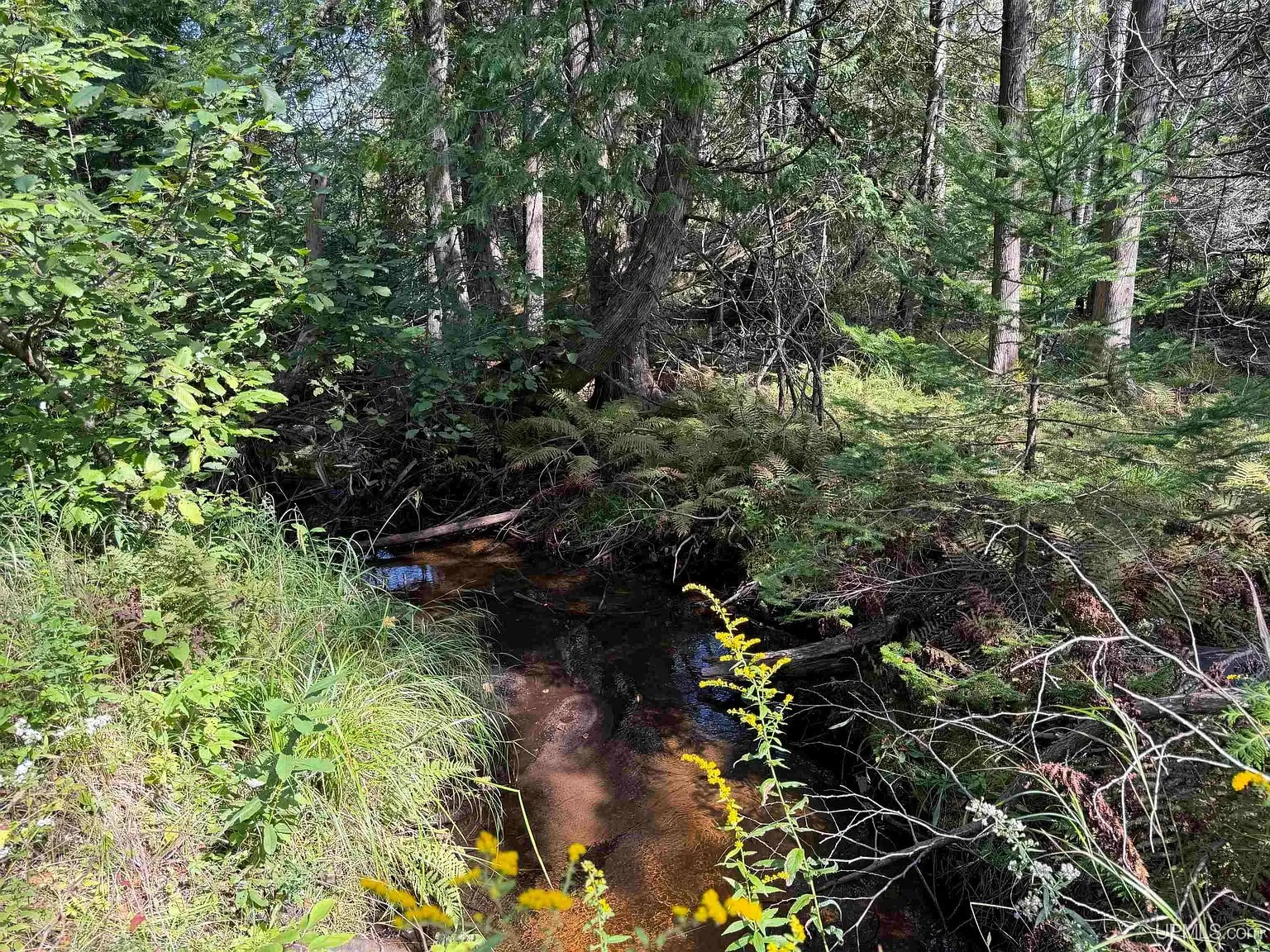 Gierke Creek running dark through the brush