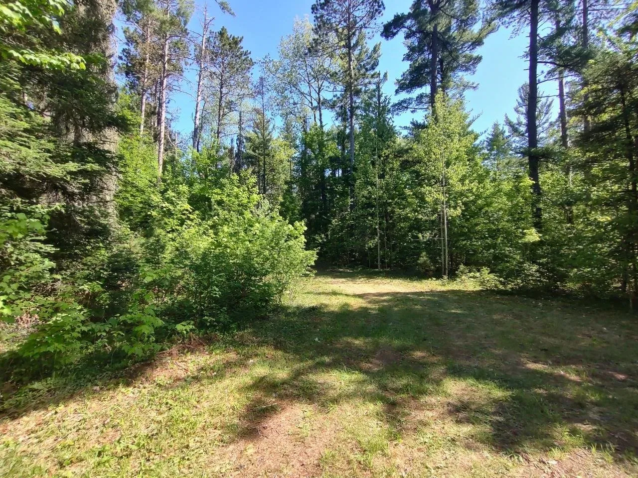 A shaded clearing ringed by mixed timber