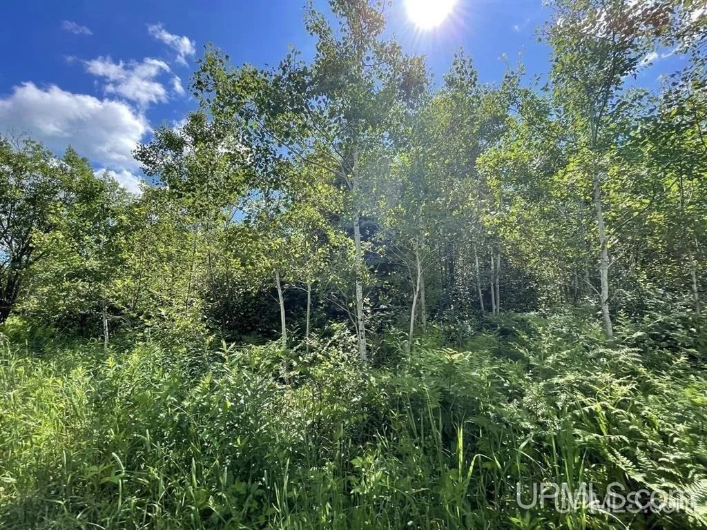 Sun through the treetops over the undergrowth