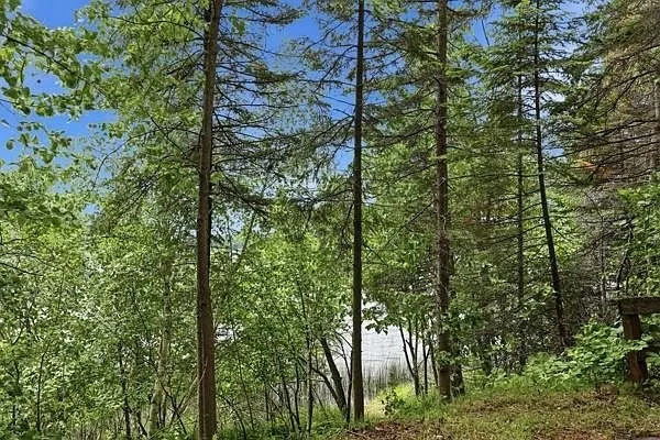 The lake through the trees from the slope