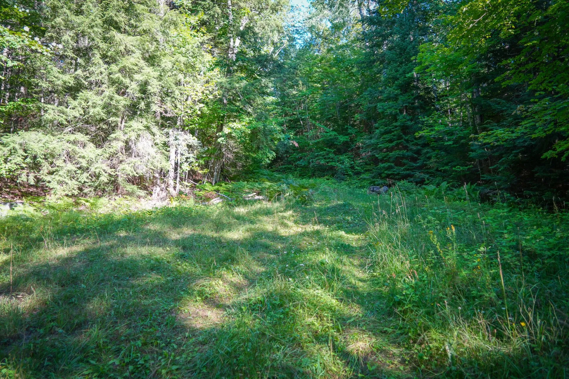 A grassy clearing in the woods near the cabins