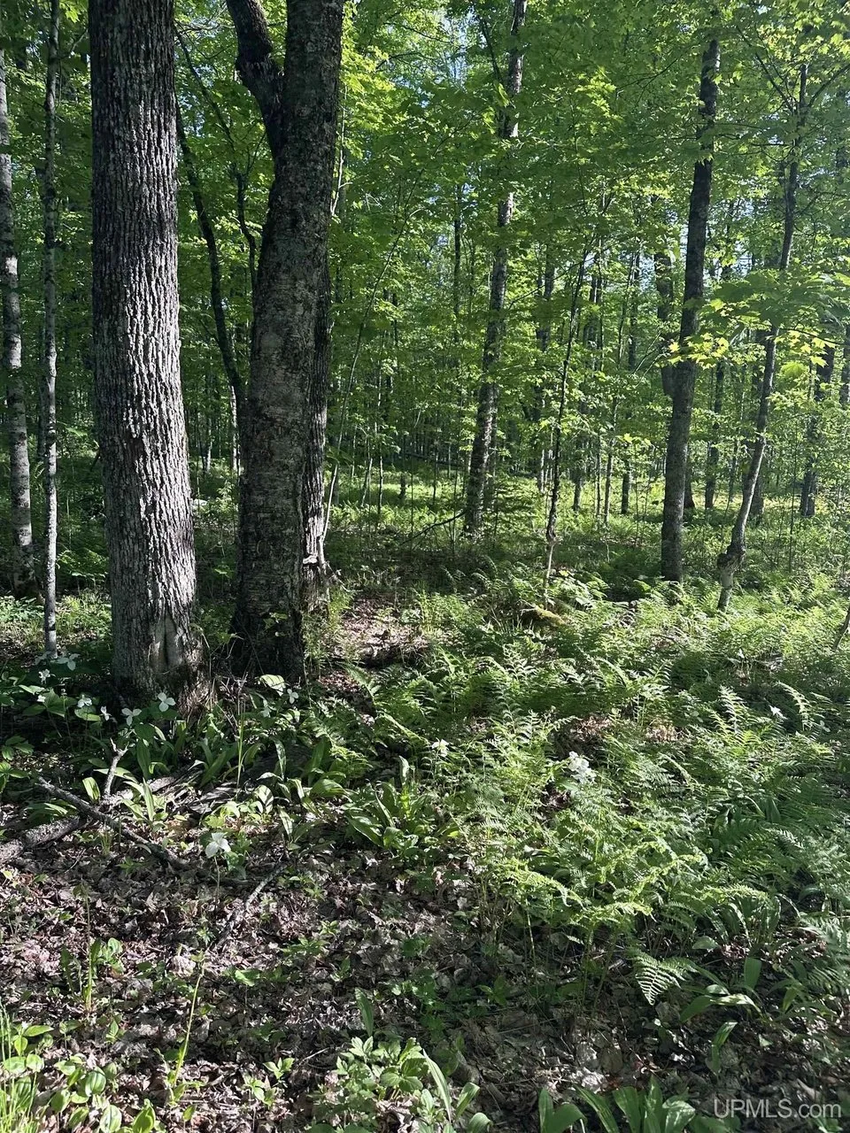The hardwoods with ferns on the forest floor