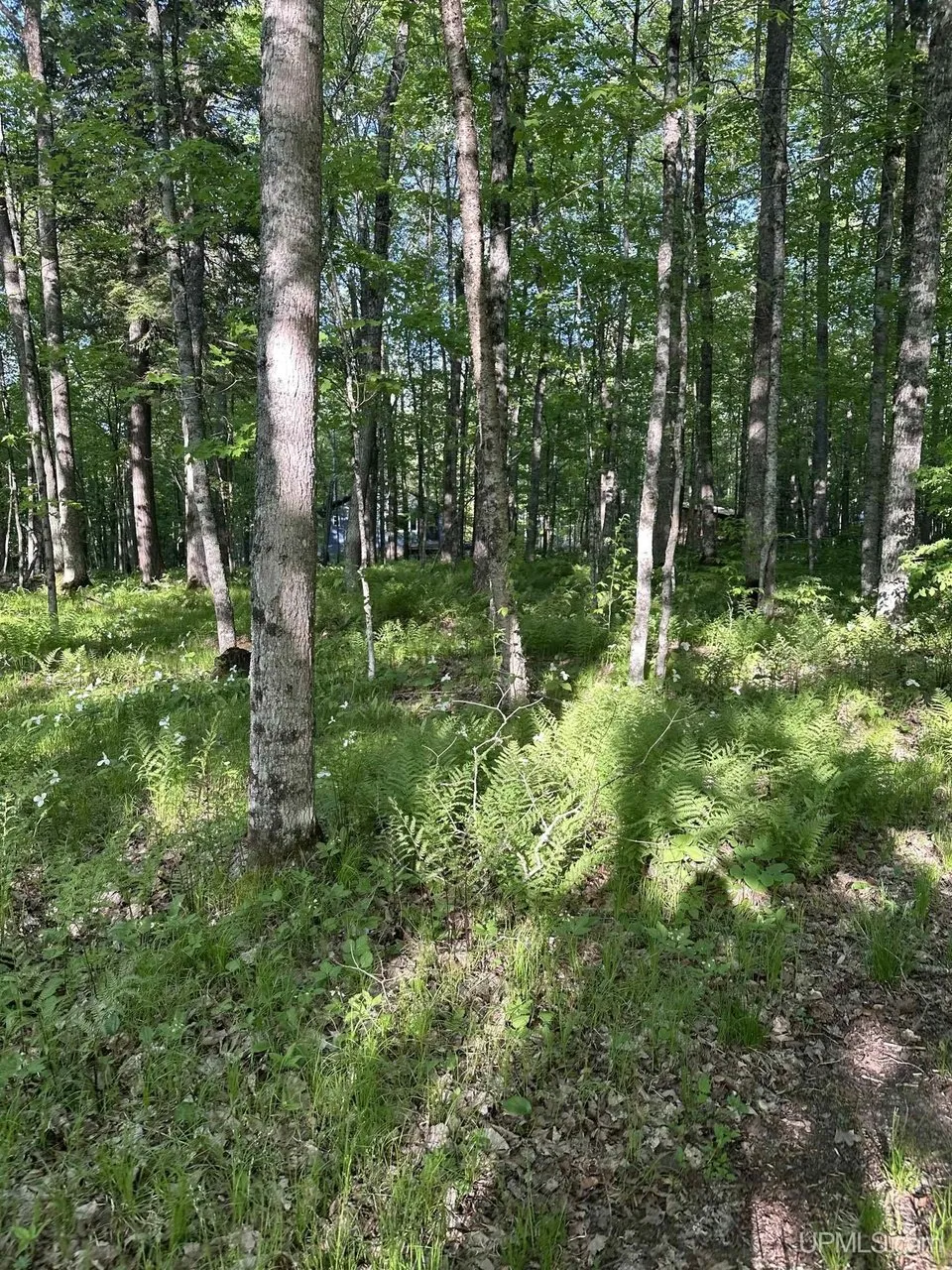 The woods in spring with the undergrowth coming up