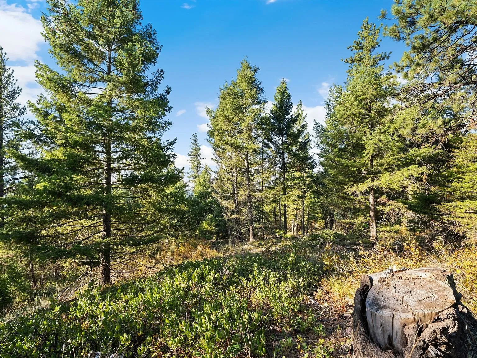 A wide view of open meadow and forest from the property's hilltop