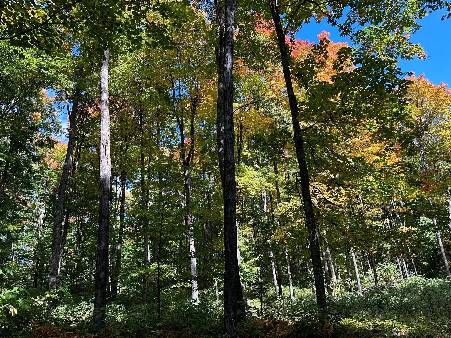 Hardwood trunks with the canopy going gold overhead