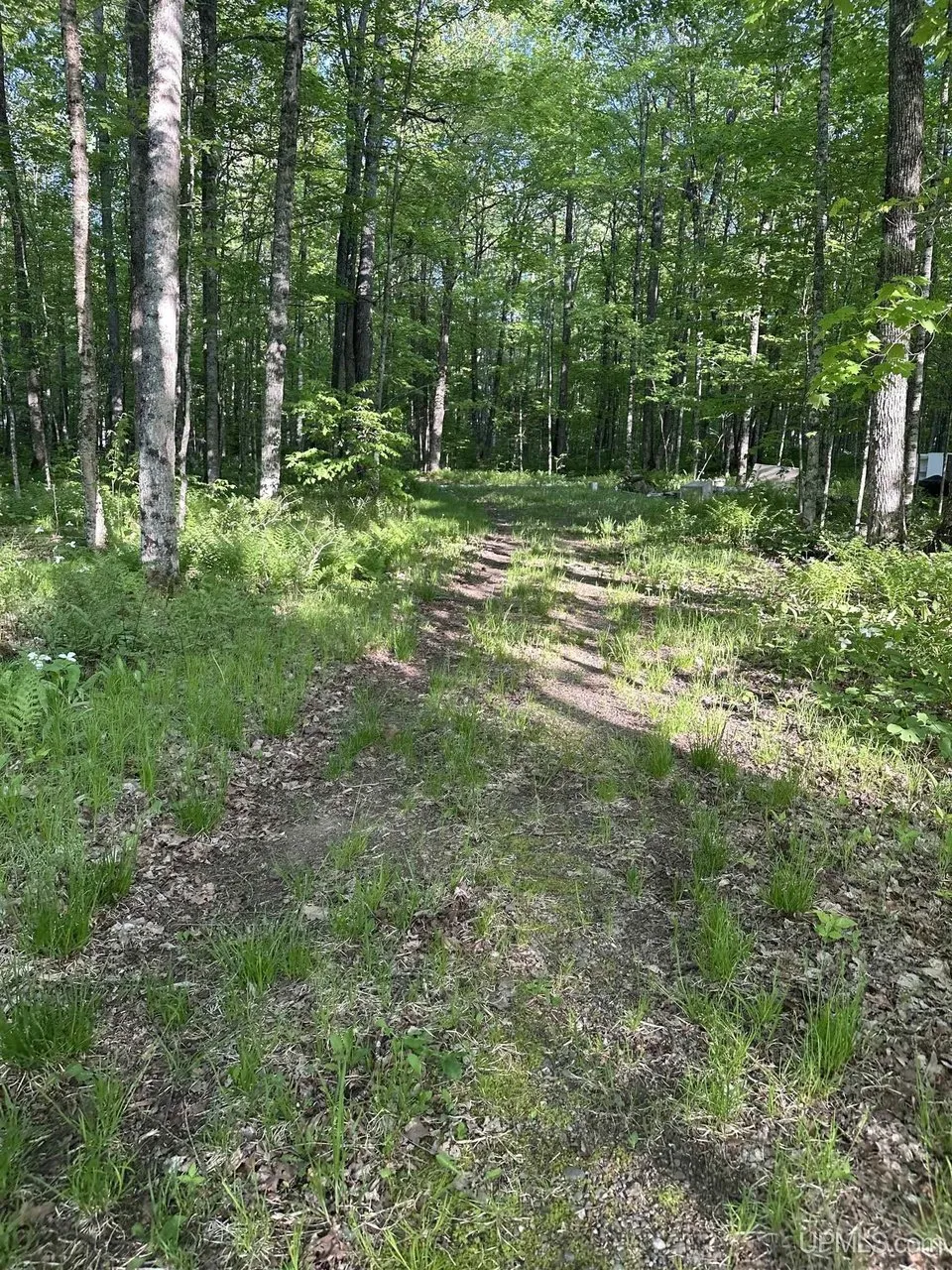 A grassed trail through the trees