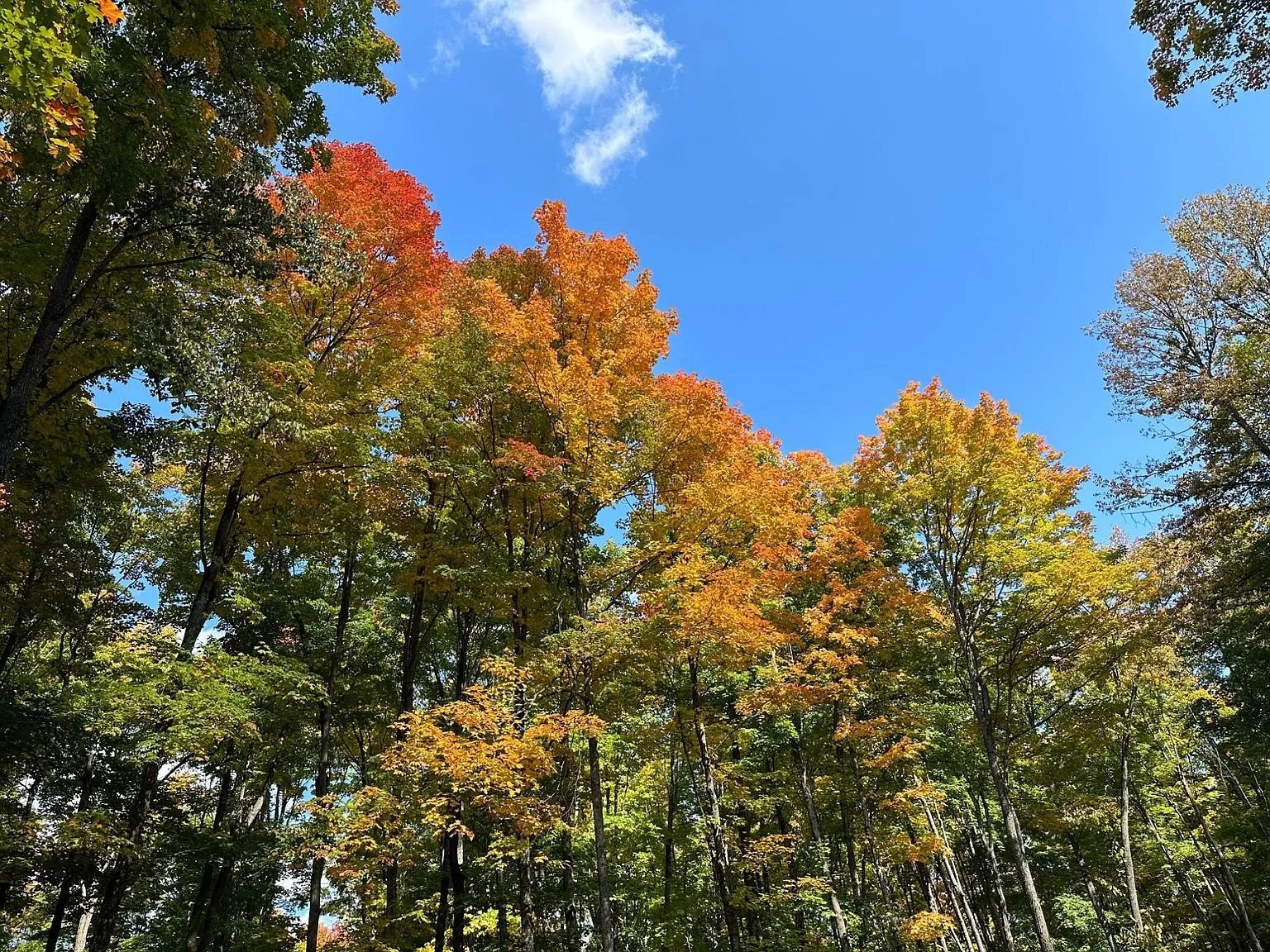 Orange and yellow maple crowns against a blue sky