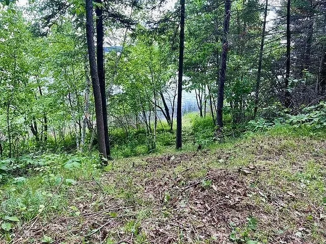 The woods along the shore