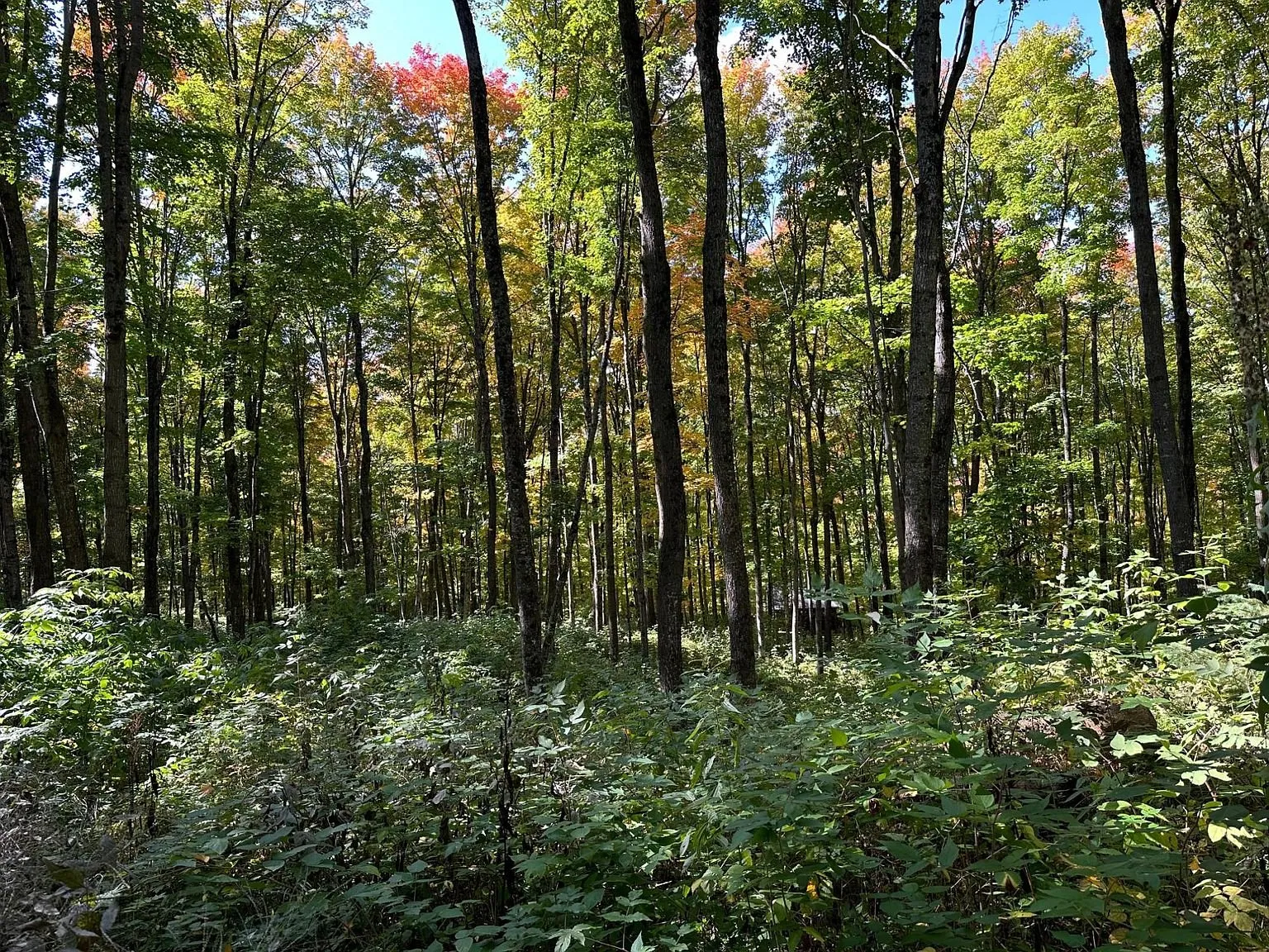 Dense maple woods with ferns and brush across the floor