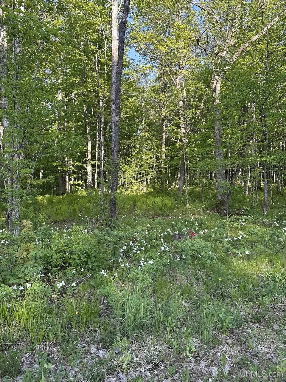 An opening in the woods with wildflowers