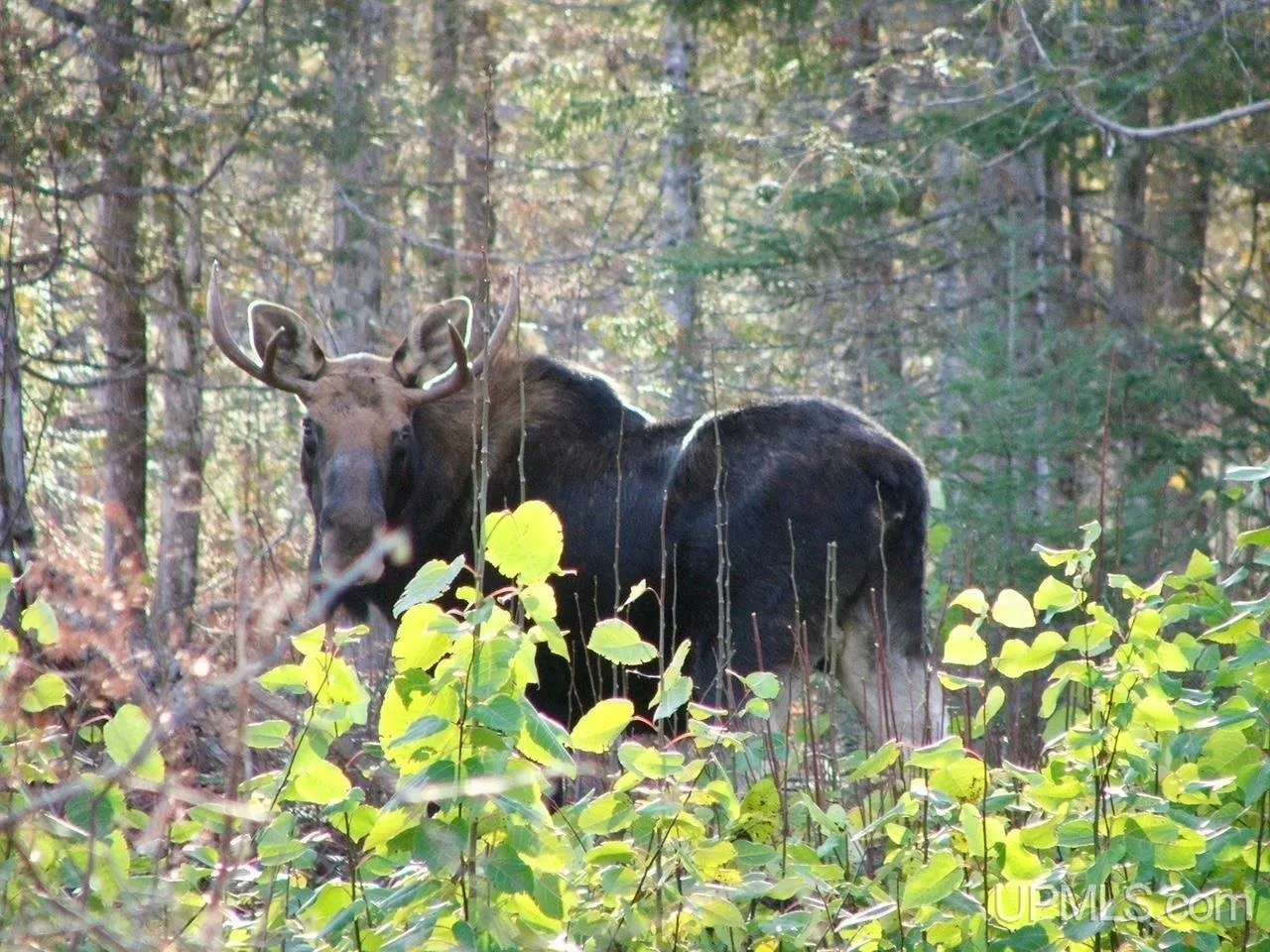 Two moose in the trees, one of the listing's wildlife photos
