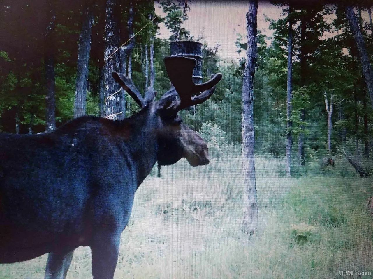 A bull moose standing in the trees on a trail camera