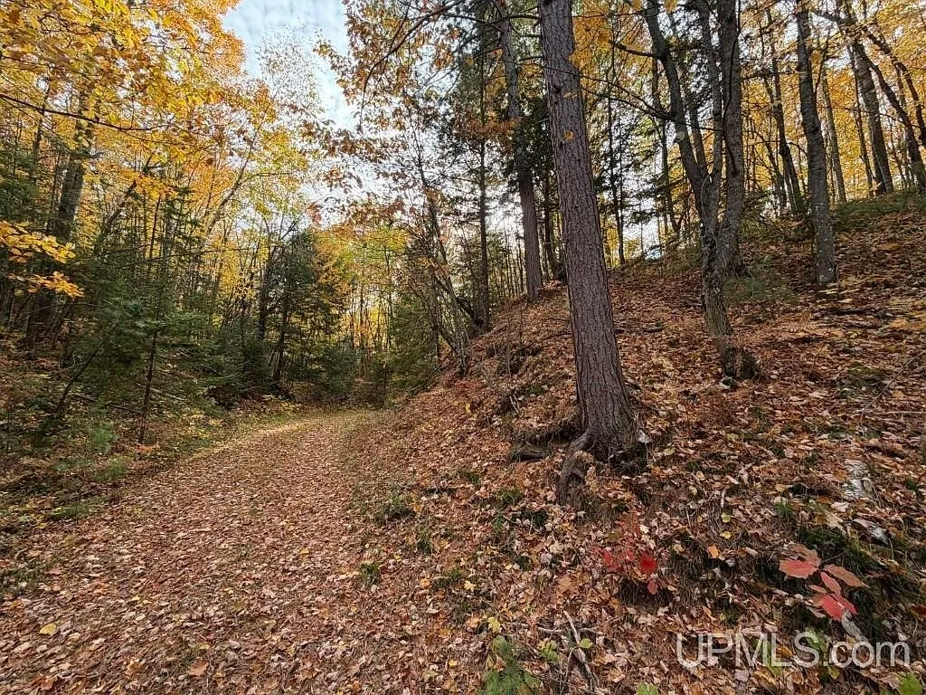 A wooded trail bordered by hardwoods in autumn color