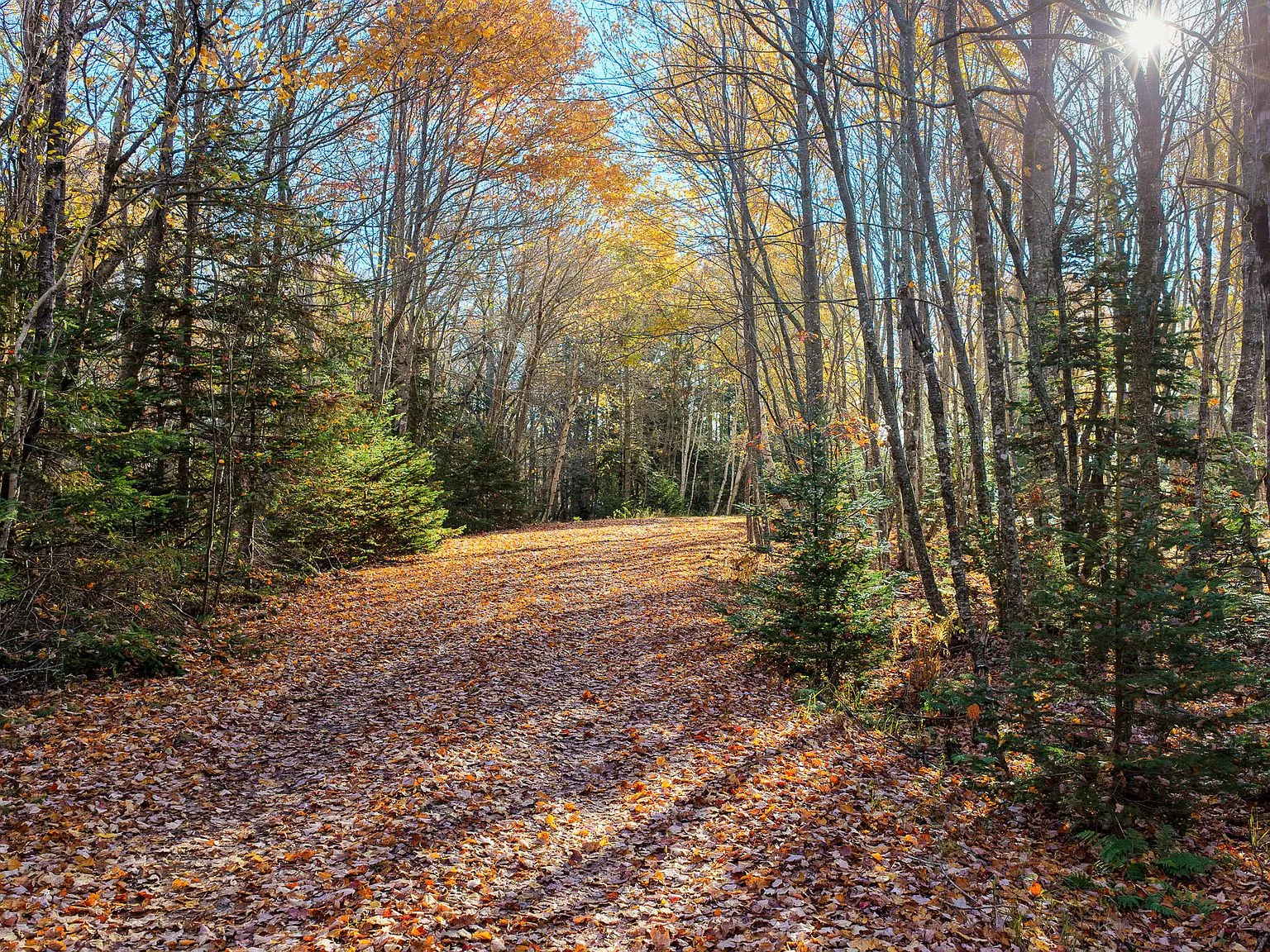 A second wooded trail view through tall trees and fallen leaves