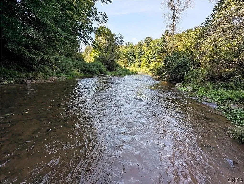 The creek wide and shallow under the trees