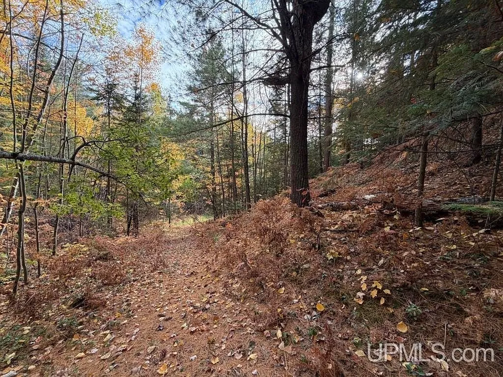 A leaf-covered trail winding through the timber