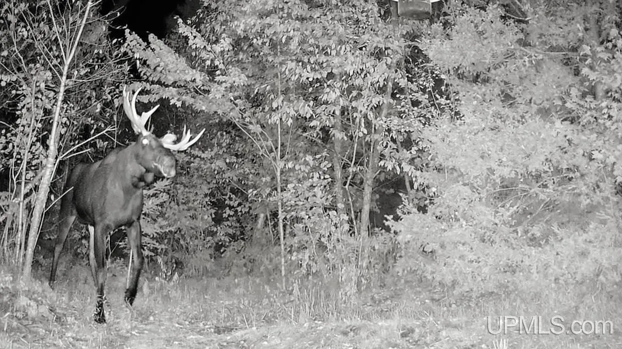 A game-camera still of a black bear in the woods at night