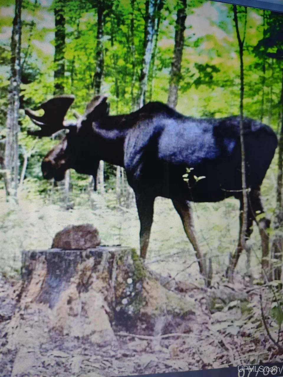 A moose photographed among the timber on the property