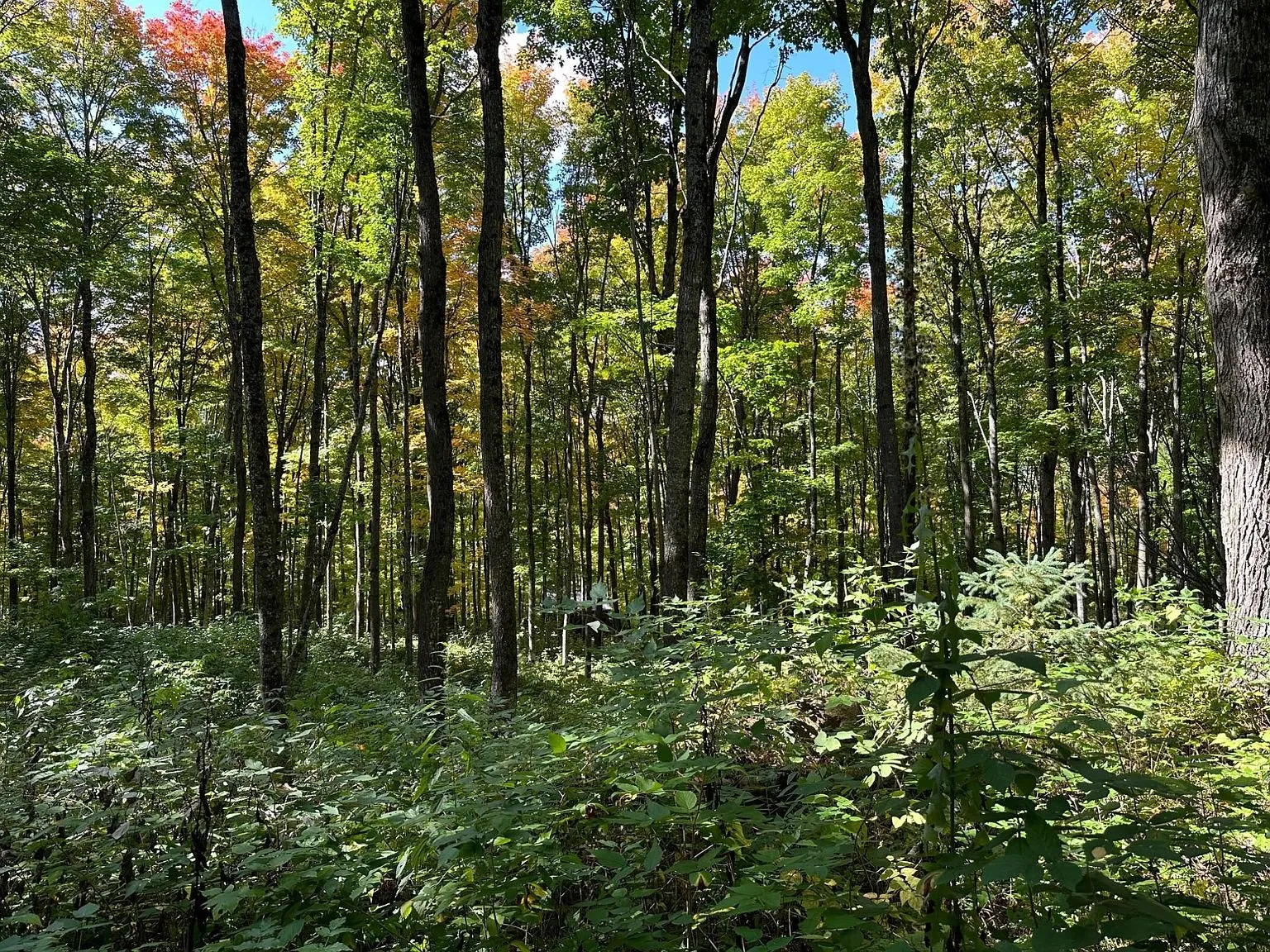 Straight maple trunks running back through the woods