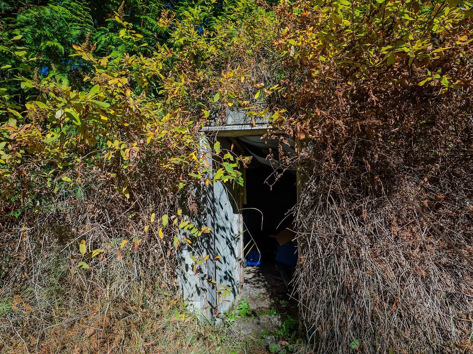 The outhouse seen from the walking trail, framed by tall cedars