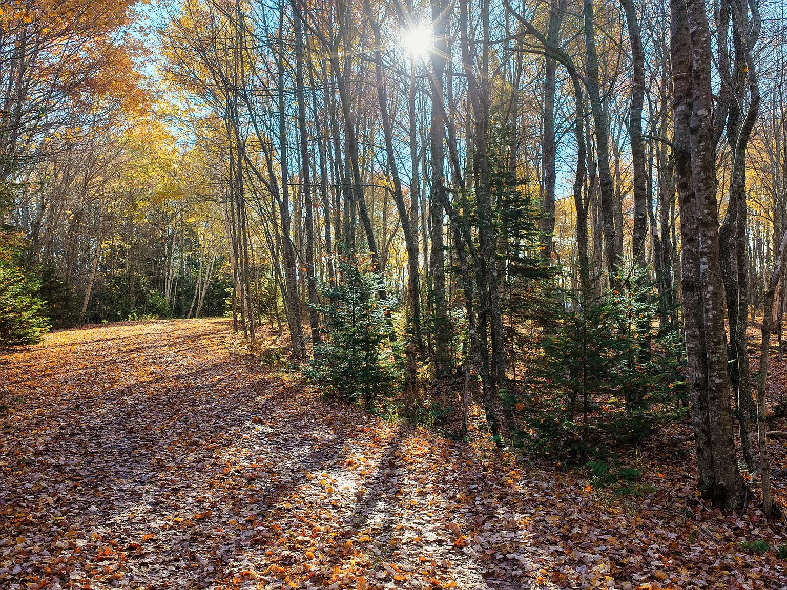 A third view of a leaf-covered trail winding through the property's woods