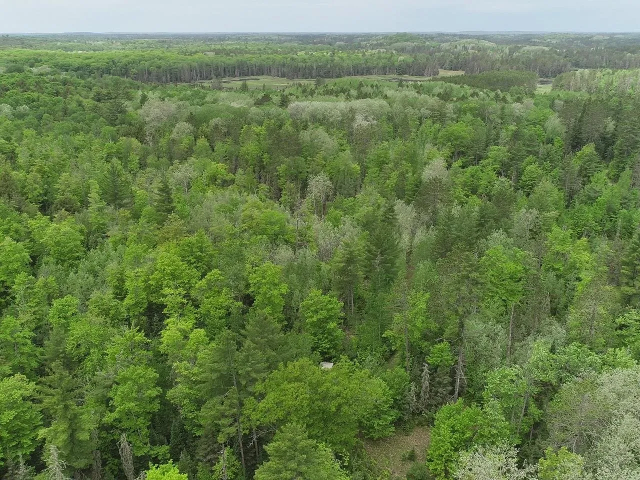 The forest canopy stretching to the horizon from the air